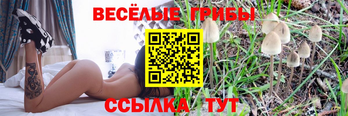 Чехов  Галлюциногенные грибы Psilocybine cubensis  Вход с VPN  сколько стоит  Псилоцибиновые грибы мухоморы 
